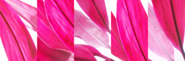 Scaroni, Roberto Cordyline 1 Giclee-Druck