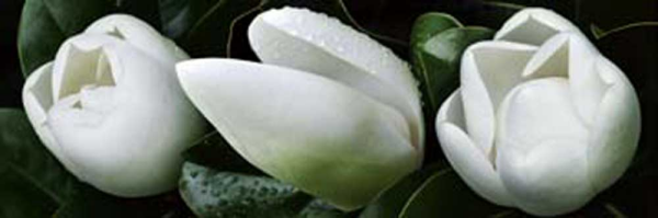 Scaroni, Roberto Magnolie 2 Giclee-Druck