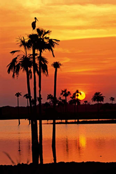 Marent, Thomas Sunset, Maguari Stork I Giclee-Druck