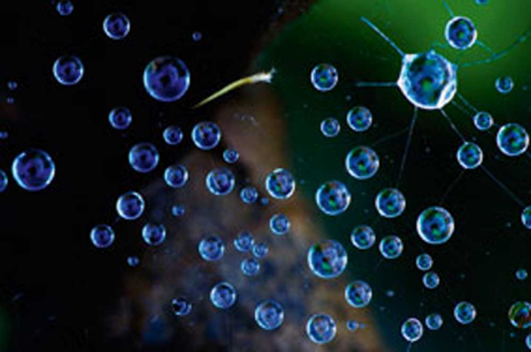 Nemec, Tomas Spinnennetz mit Tropfen Giclee-Druck