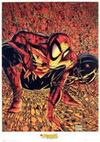 Spider-Man - Poster - Web