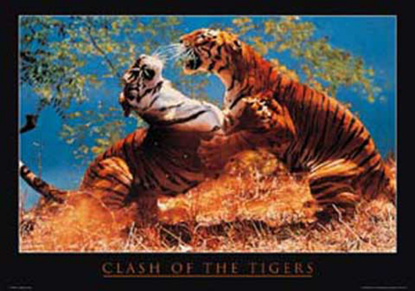 Raubkatzen - Poster - Clash of the Tigers Fight