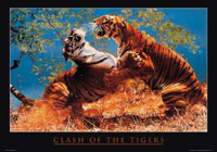 Raubkatzen - Poster - Clash of the Tigers Fight