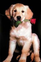 Hunde - Poster - Golden Retriever