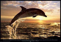 Dolphins - Poster - Sunset