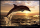 Dolphins - Poster - Sunset