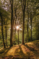 Sonnenaufgang im Wald - Poster - Sunrise Forest + 1...