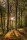 Sonnenaufgang im Wald - Poster - Sunrise Forest + 1 Ü-Poster der Grösse 61x91,5cm