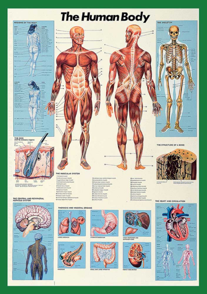 Poster - Educational - Bildung - Human Body Körper des Menschen