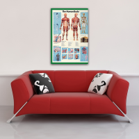 Poster - Educational - Bildung - Human Body Körper...
