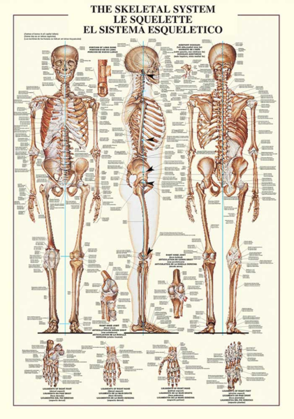 Poster - Educational - Bildung - Skeletal System Skelet des Menschen