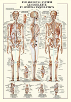 Poster - Educational - Bildung - Skeletal System Skelet des Menschen