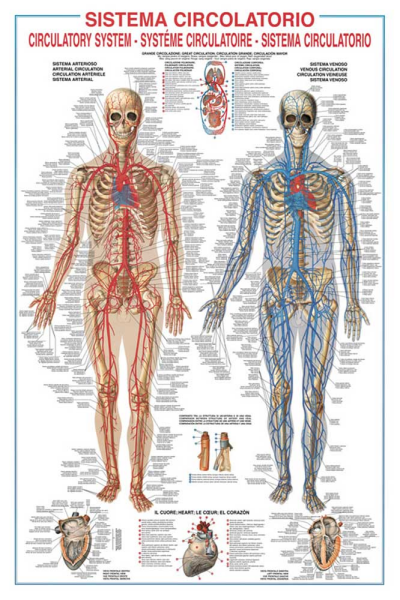 Poster - Educational - Bildung - Circulatory System Adern Venen Kreislauf des Menschen