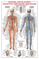 Poster - Educational - Bildung - Circulatory System Adern Venen Kreislauf des Menschen
