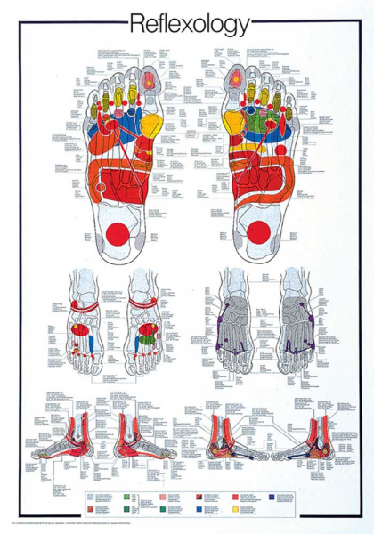 Poster - Educational - Bildung - Reflexology Fussreflexzonen