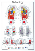 Poster - Educational - Bildung - Reflexology Fussreflexzonen