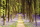 Woodland - Poster - Path