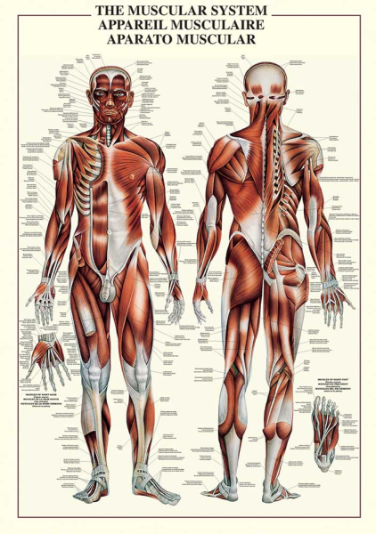 Poster - Educational - Bildung - The Muscular System