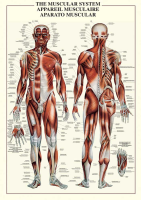 Poster - Educational - Bildung - The Muscular System