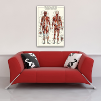 Poster - Educational - Bildung - The Muscular System