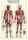 Poster - Educational - Bildung - The Muscular System