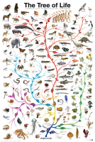 Poster - Educational - Tree of Life