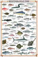 Poster - Educational - Mediterranean Fish