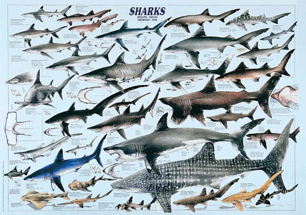 Poster - Educational - Bildung - Haie