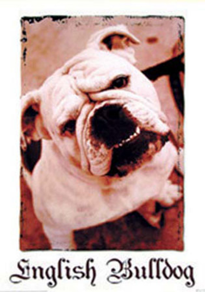 Hunde - Poster - English Bulldog