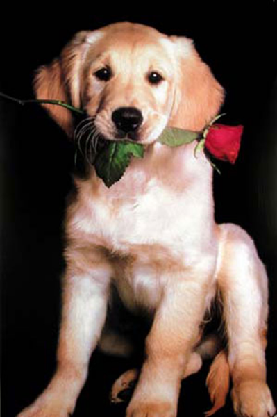 Hunde - Poster - Golden Retriever