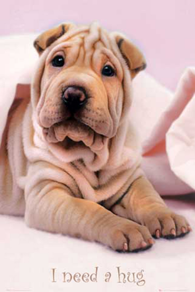 Kimberlin, Keith - Poster - Hunde, Need a Hug