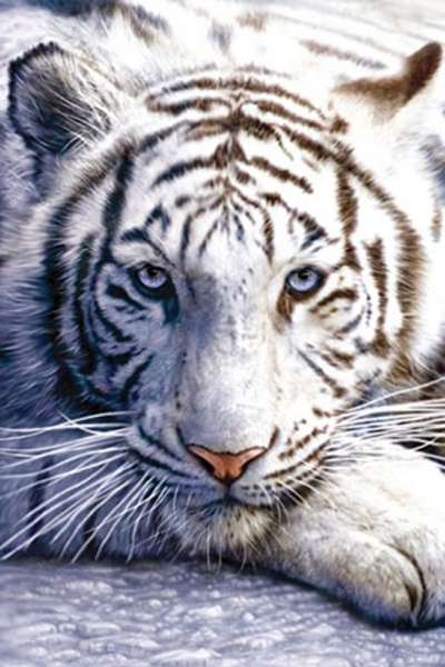 Raubkatzen - Poster - White Tiger Version 2