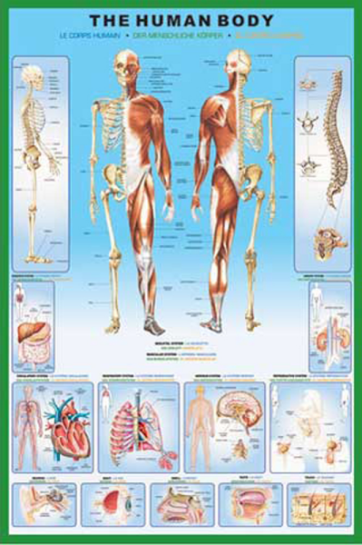 Educational - Bildung - Poster - The Human Body