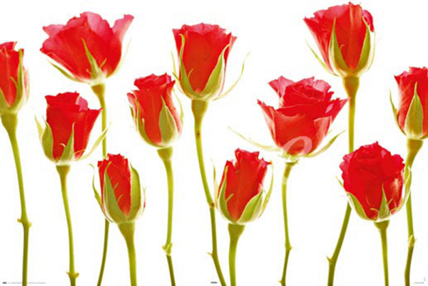 Flowers - Poster - Eleven Roses