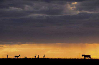 Raubkatzen - Poster - Lioness - Hunting