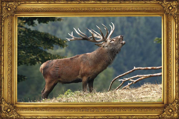 Röhrender Hirsch  - Poster - Heimatliebe