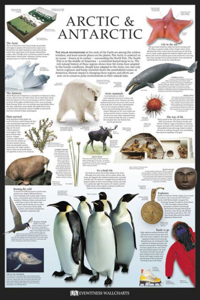 Educational - Bildung - Poster - Arctic & Antarctic - Dorling Kindersley