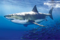 Educational - Bildung - Poster - Sharks Great White Shark...