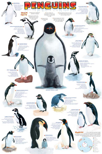 Educational - Bildung - Poster - Penguins Pinguine