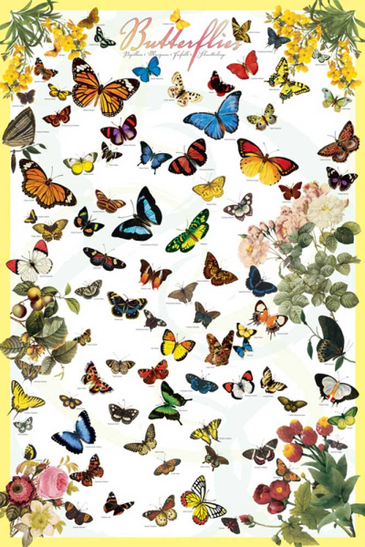 Educational - Bildung - Poster - Butterflies Schmetterlinge