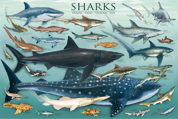 Educational - Bildung - Poster - Sharks Haie