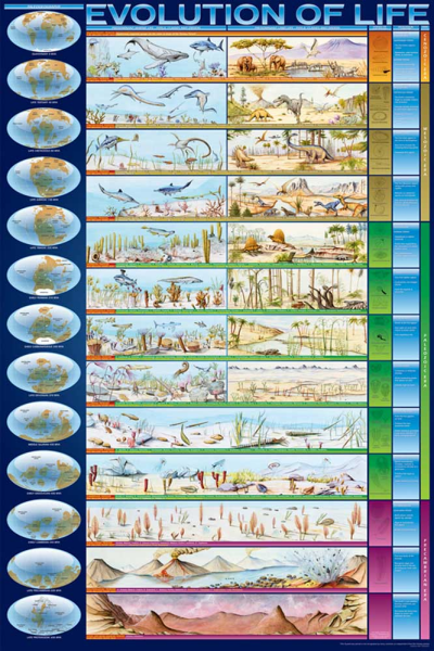 Educational - Bildung - Poster - Evolution of Life Die Evolution