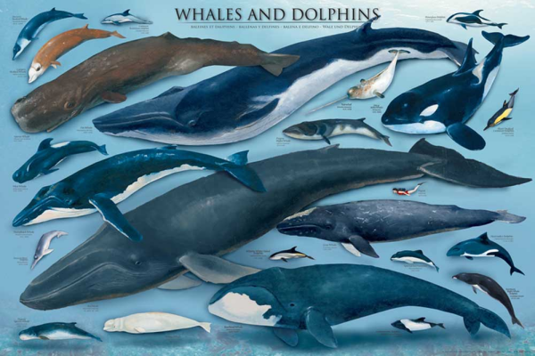 Educational - Bildung - Poster - Whales and Dolphins Waale und Delfine