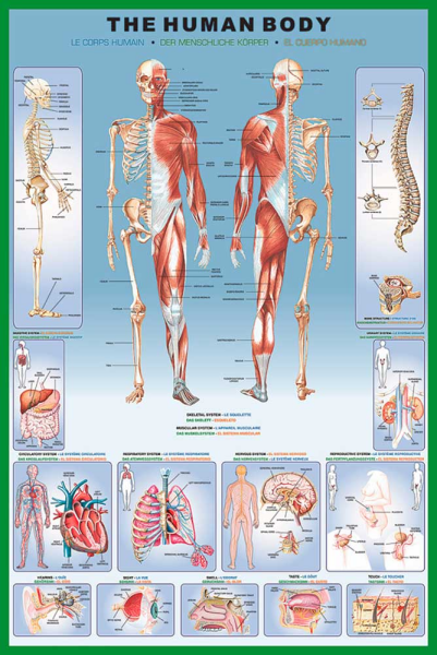 Educational - Bildung - Poster - Human Body Menschlicher Körper