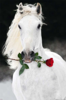 Pferde - Poster - Lipizzaner mit Rose