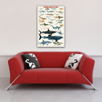 Educational - Bildung - Poster - Haie