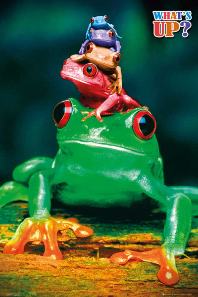 Frogs - Poster - Colours
