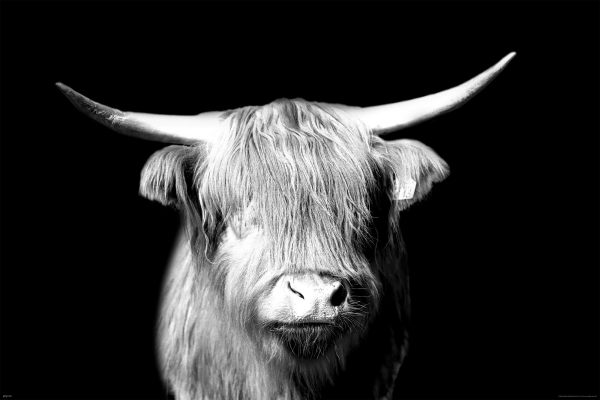Kühe - Poster - Highland Cattle - Portrait