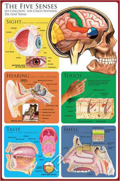 Educational - Bildung - Poster - The Five Senses