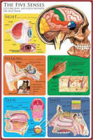 Educational - Bildung - Poster - The Five Senses